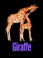 Giraffe Giraffe