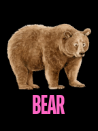 BEAR DEAR