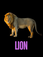 LION LION