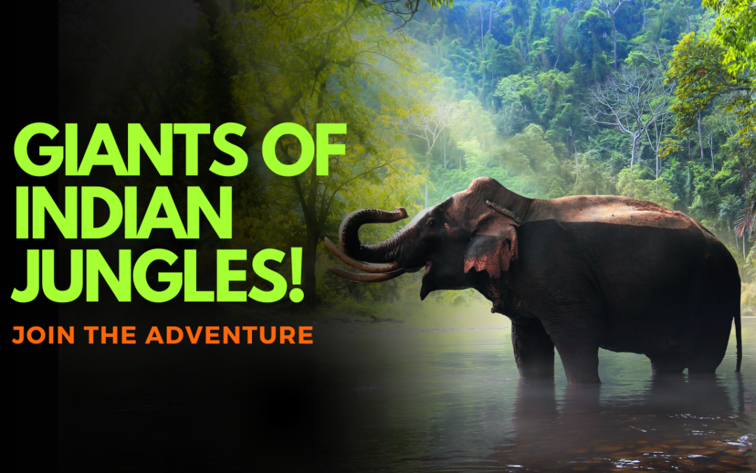 Baby Elephant: The cutest creature on earth