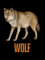 WOLF WOLF